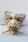 Hecatera bicolorata