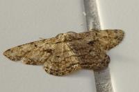 Hypomecis roboraria