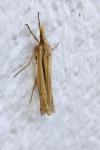 Ancylolomia tentaculella
