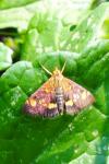 Pyrausta aurata