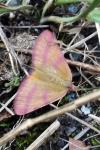 Lythria purpuraria