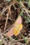 Lythria purpuraria