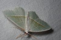 Campaea margaritaria