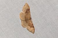 Idaea degeneraria
