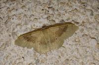 Idaea degeneraria