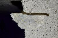 Scopula immutata