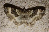 Epirrhoe alternata