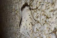 Spilosoma lubricipeda