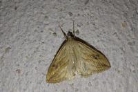 Evergestis forficalis