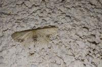 Idaea dimidiata