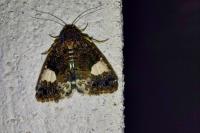 Tyta luctuosa