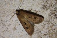 Agrotis exclamationis