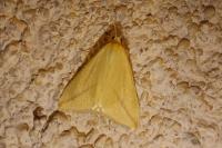 Rhodometra sacraria