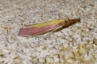 Oncocera semirubella