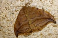 Drepana curvatula