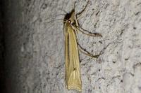 Ancylolomia tentaculella