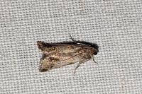 Acrobasis fallouella/glaucella