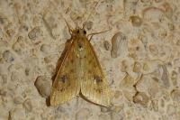 Udea ferrugalis