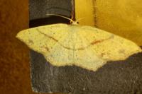 Cyclophora punctaria