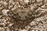 Cleorodes lichenaria