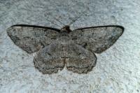 Hypomecis roboraria