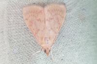 Ostrinia nubilalis/scapulalis