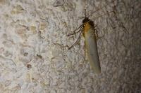 Eilema caniola