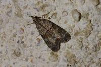 Eudonia mercurella