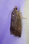 Cydia splendana