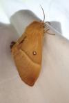 Lasiocampa quercus