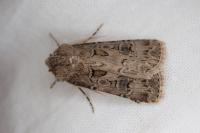 Agrotis bigramma
