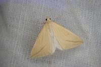 Rhodometra sacraria
