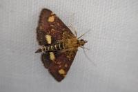 Pyrausta aurata