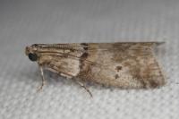 Acrobasis fallouella