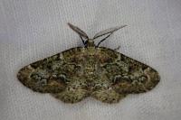 Cleorodes lichenaria