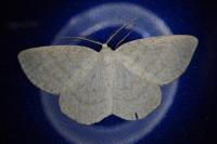 Cabera exanthemata