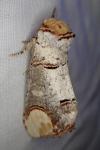 Phalera bucephala
