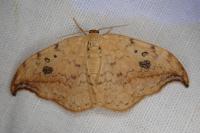 Drepana falcataria