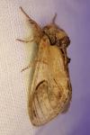 Notodonta ziczac