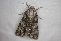 Acronicta rumicis