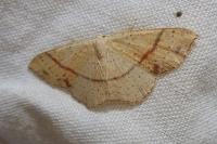 Cyclophora punctaria