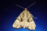 Mesapamea secalella/secalis