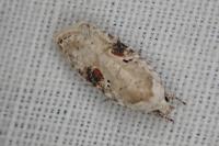 Agonopterix alstroemeriana