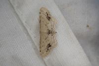 Idaea dimidiata