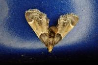 Pyralis farinalis