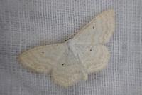 Scopula immutata