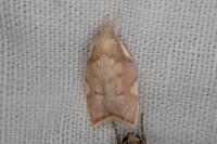 Carcina quercana