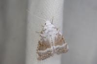 Meganola albula