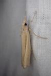 Ancylolomia tentaculella