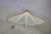 Palpita vitrealis